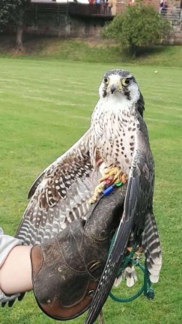 Chester Cathedral Falconry and Nature Gardens Trip Packages