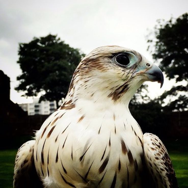 Chester Cathedral Falconry and Nature Gardens Trip Packages