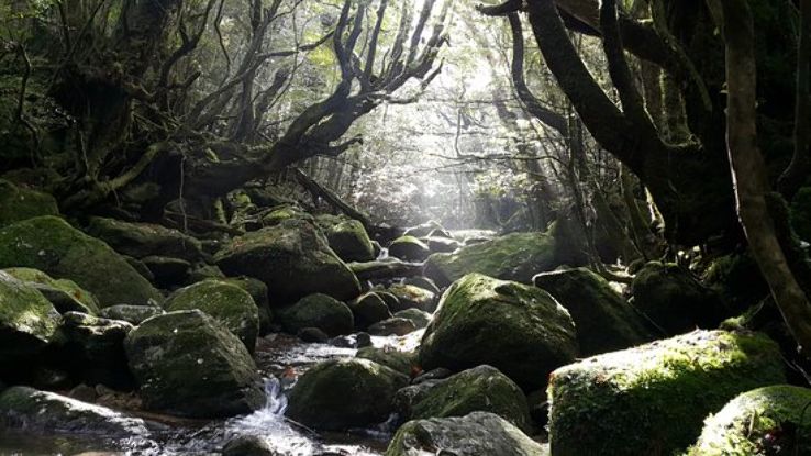 Yakushima Trip Packages