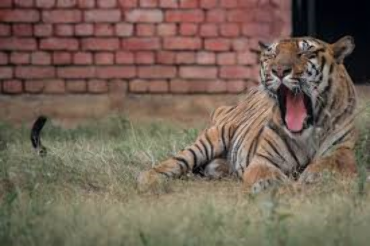 Rohtak Zoo Trip Packages