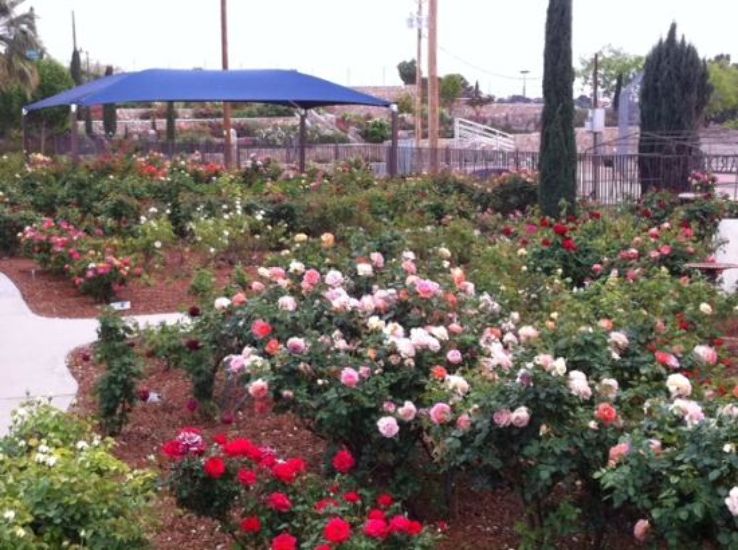 El Paso Municipal Rose Garden