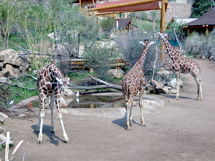 Cheyenne Mountain Zoo Trip Packages