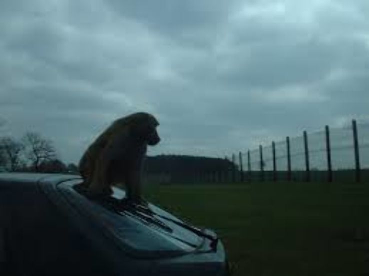 Knowsley Safari Park Trip Packages