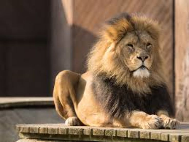 Colchester Zoo Trip Packages