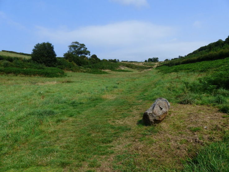 Yeo Valley Community Woodland Trip Packages