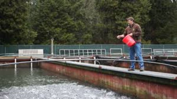 Willamette Fish Hatchery Trip Packages